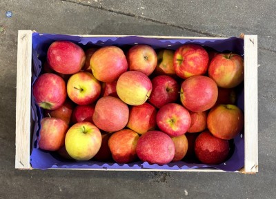 Foto Cripps Calibro 85/90 Origine Italia Marchio Coe       3